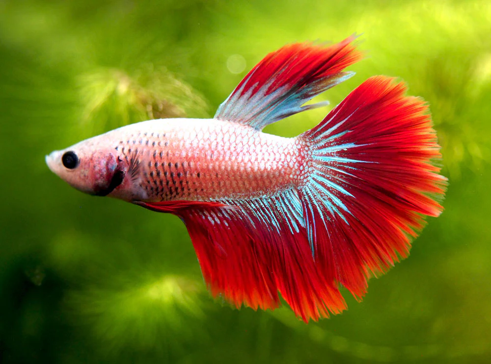 Halfmoon Betta